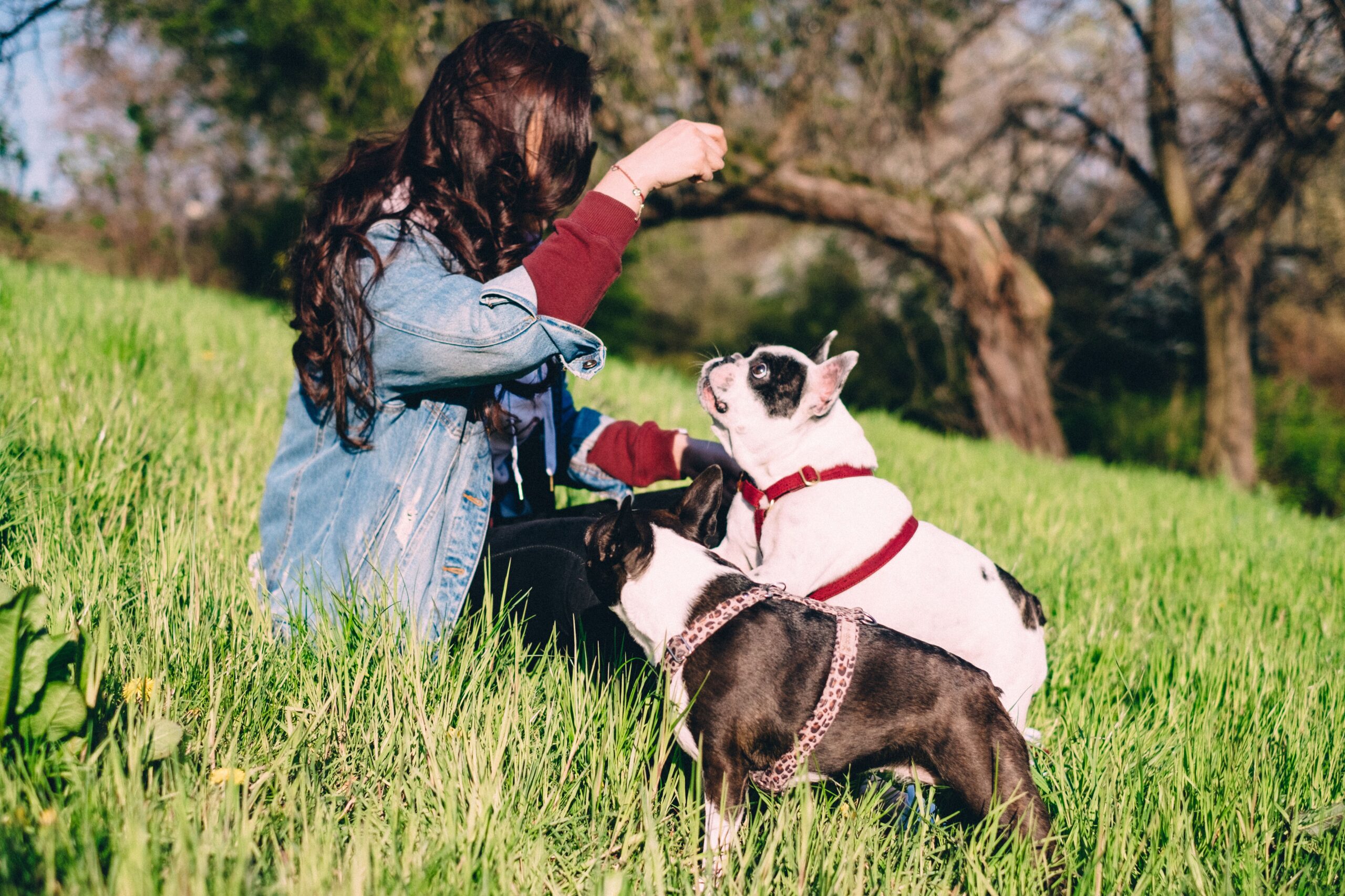 Specialized Dog Training