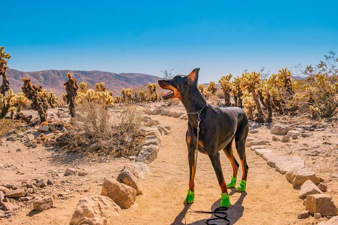 Desert Hazards for Dogs: Cholla Cactus, Foxtails and Bees