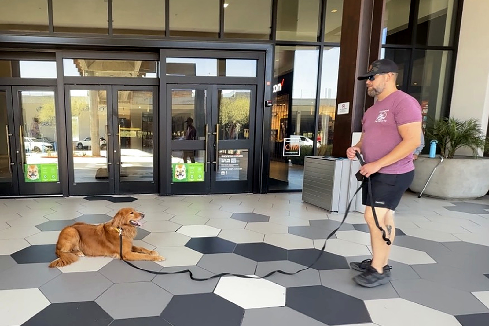Alpha Ark trainer with a golden retriever holding a down-stay in a busy mall lobby