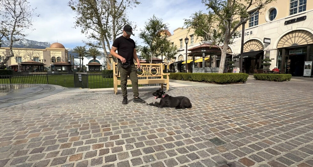 How to Choose a Dog Trainer: Questions Worth Asking