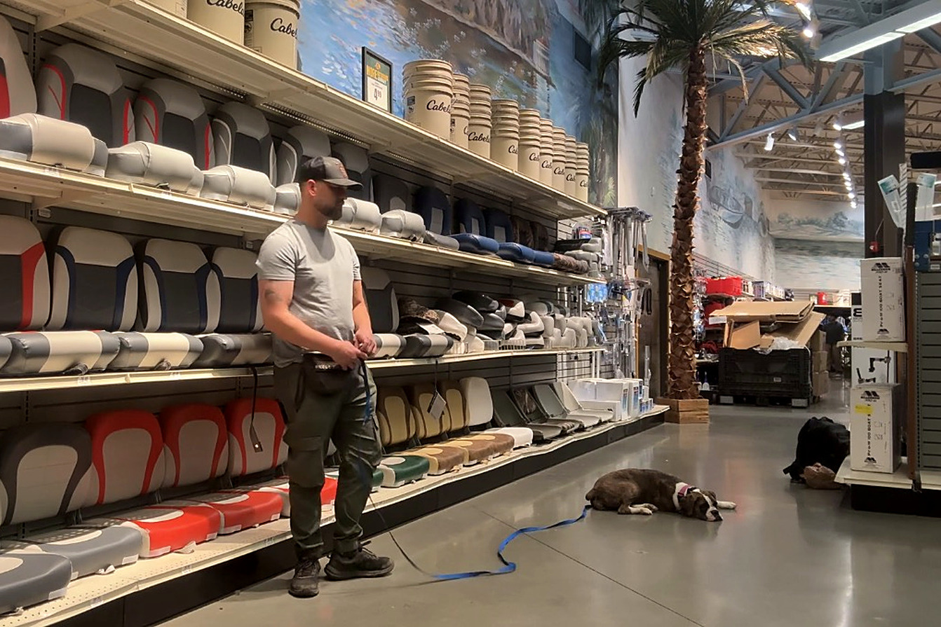 Dog holding a down-stay in a busy store aisle