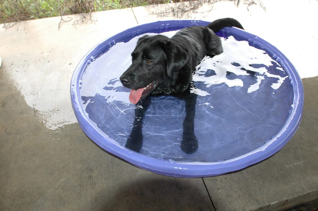 Dog Heat Safety in the Coachella Valley: Warning Signs and How to Cool Your Dog Down