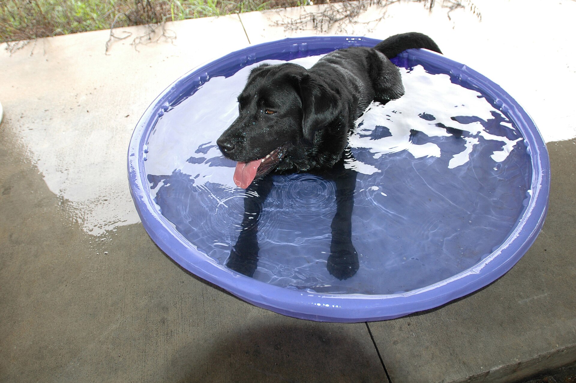 Black Labrador cooling off in a shallow pool of water on a hot day