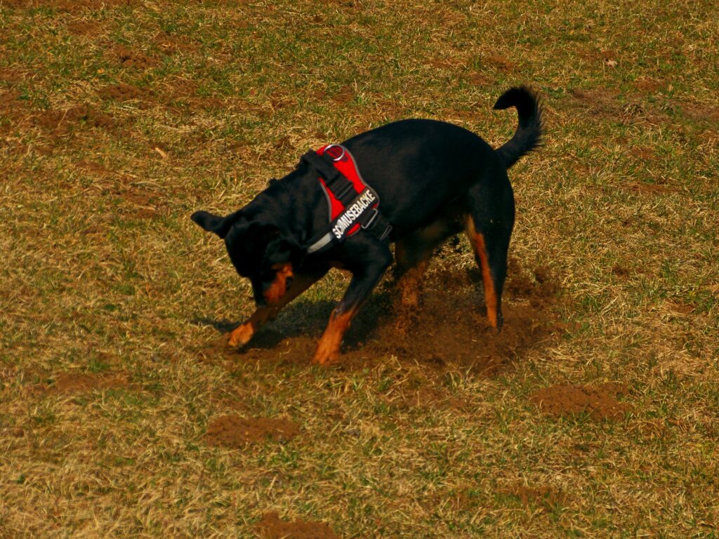 Valley Fever in Dogs: A Guide for Desert Dog Owners