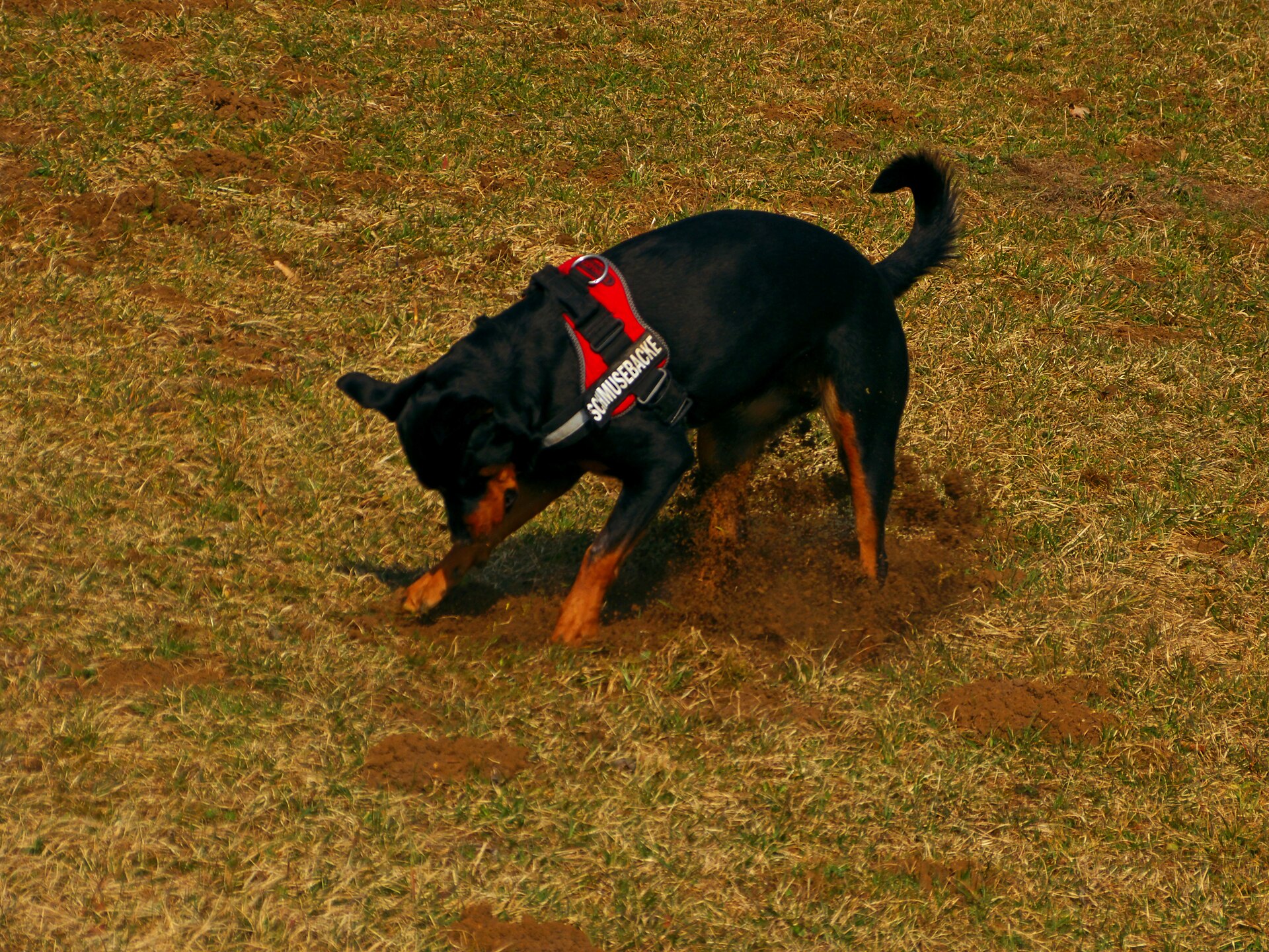 Dog digging in dry dirt, which can stir up Valley Fever spores