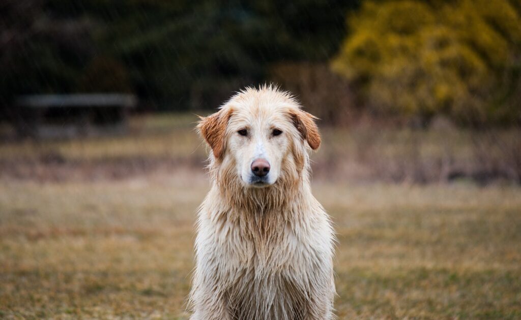 Keeping Your Dog Safe During Storms and Flooding